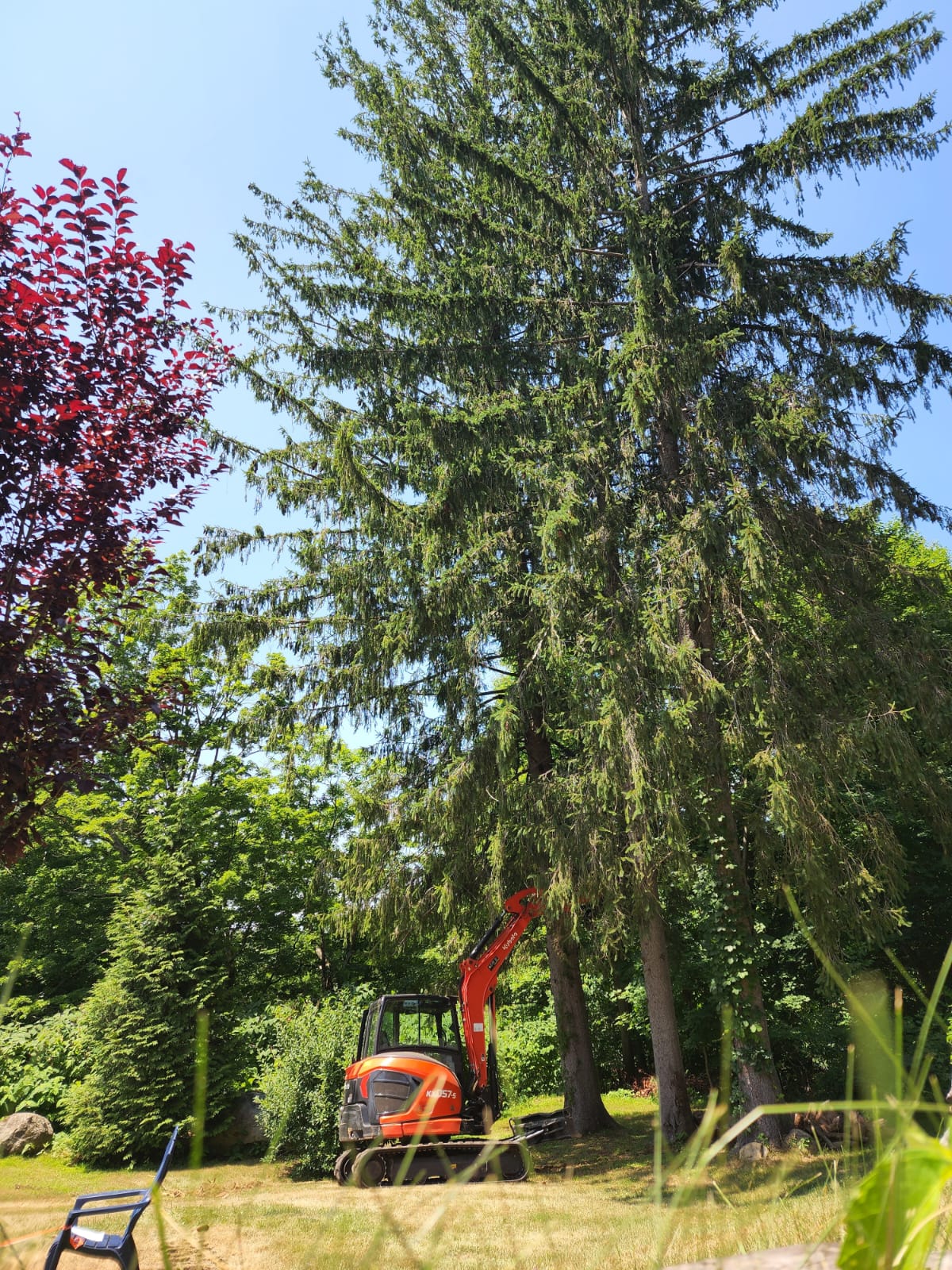 Little Stevies Tree Work